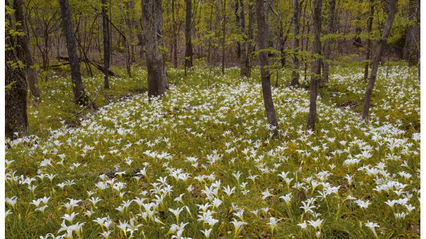 Atamasco Lily Field