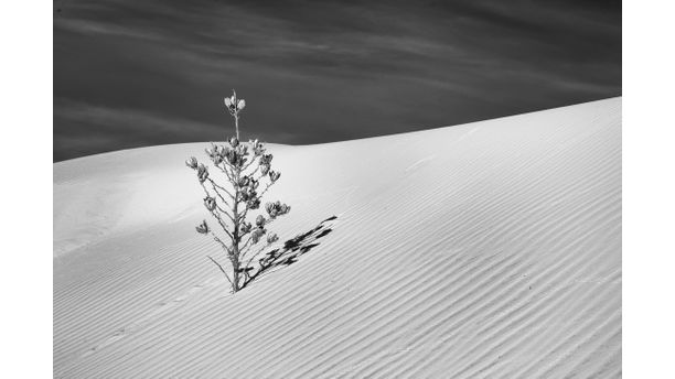 Desert Flower