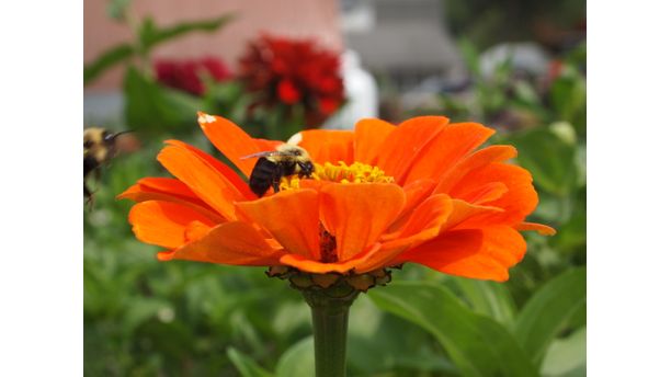 Even the Bee's Like Orange