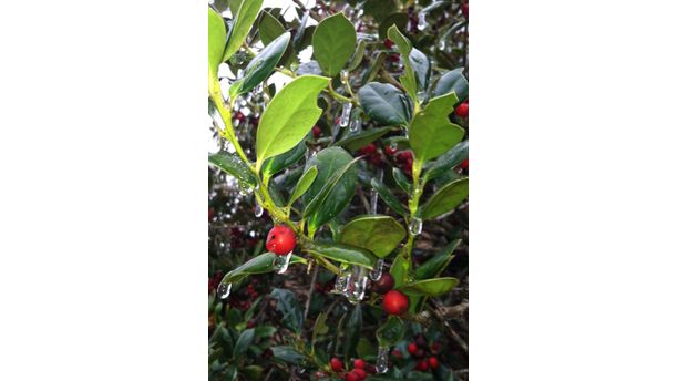 Red Berries and Icicles