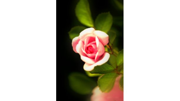 a simple Rose