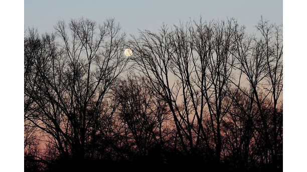 Through the trees