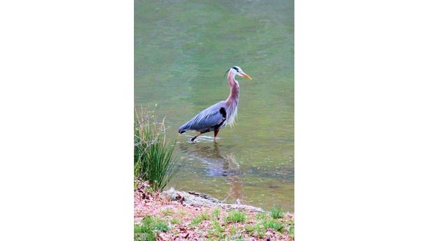 Blue Heron