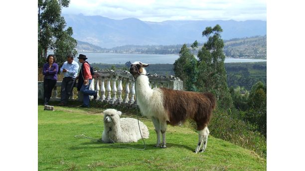 Alpacas