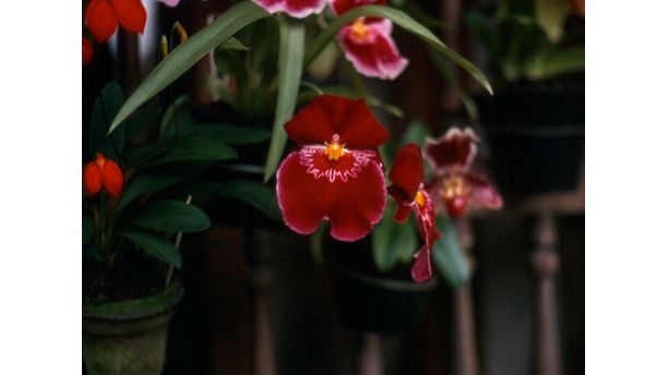 Red Orchid