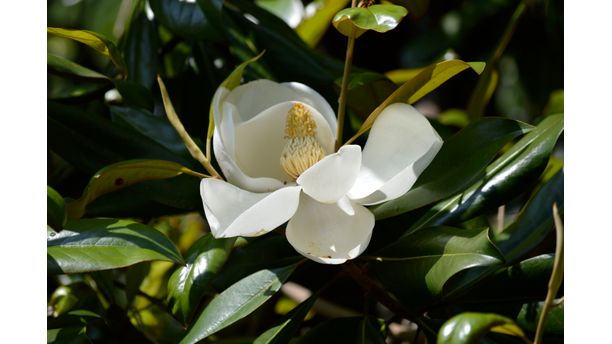 Magnolia bloom