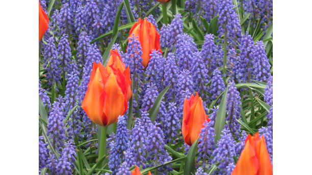 Tulips and Muscari at Keukenhof