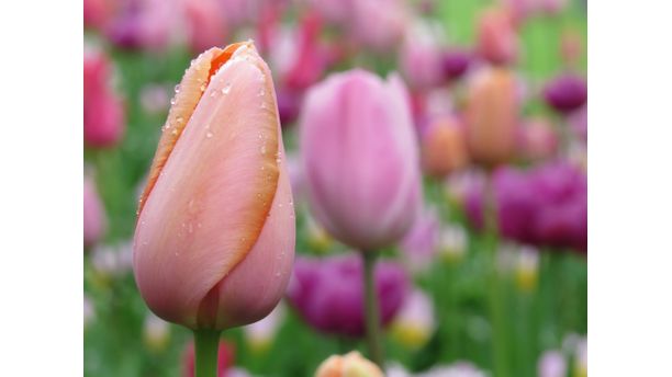 Keukenhof in the morning