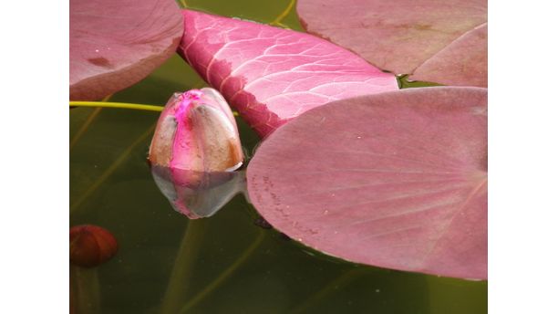 Water Lily