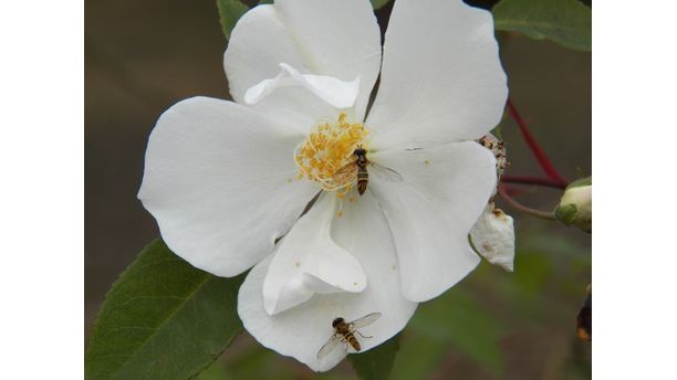 Hornets on a rose