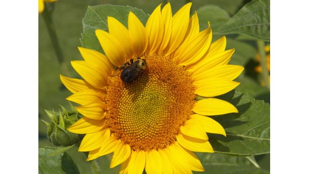 Bee on a sunflower