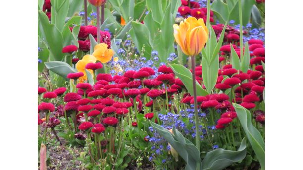 Garden in Arnhem