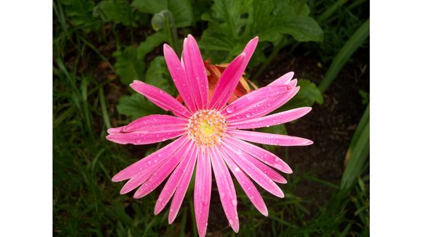 Gerber Daisy