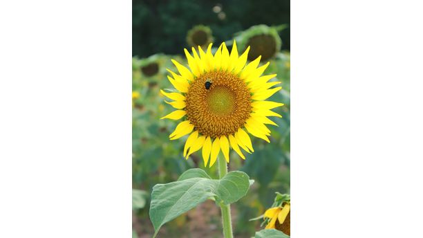Sunflower Beekeeper