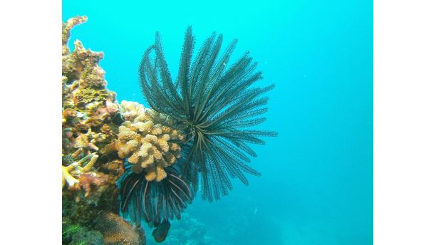 Feather in the sea