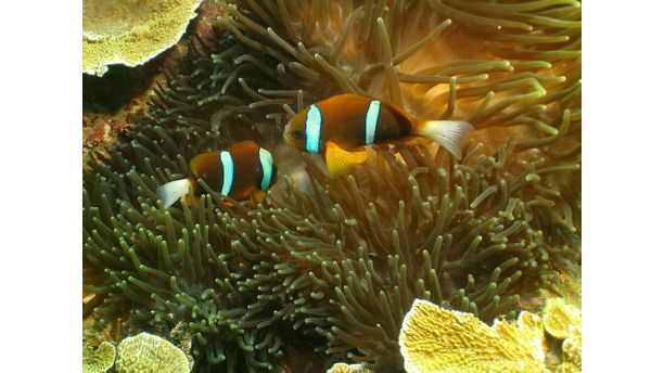 Clownfish and anenome