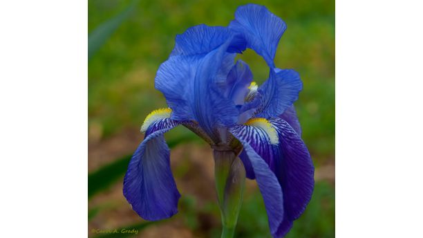 Blue Iris