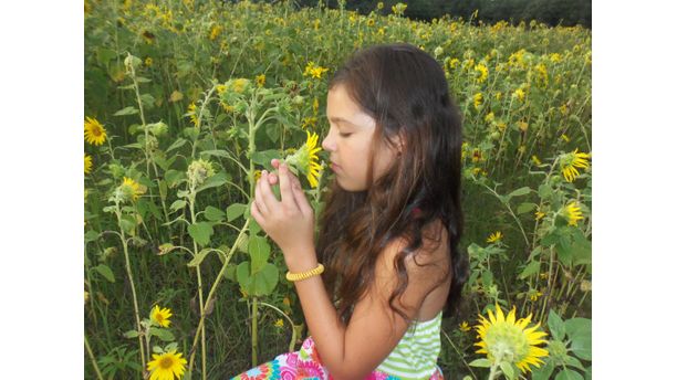 The beauty of a sun flower field