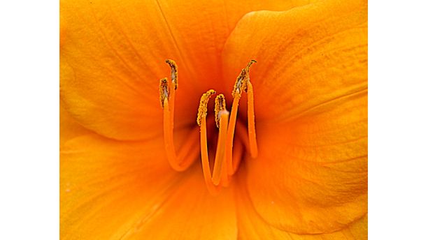 The Day Lily - Up, Close and Personal