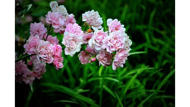 Cute as a Button - Pink Button Roses