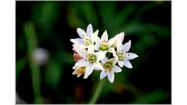 Wild White Flowers.....