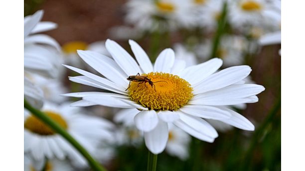 The Daisy's Love Affair...