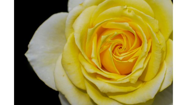 yellow rose of texas