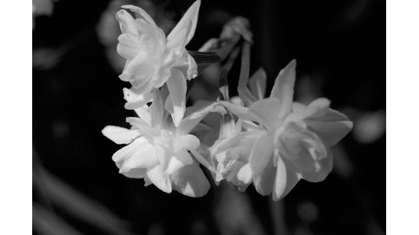 White Flower B&W