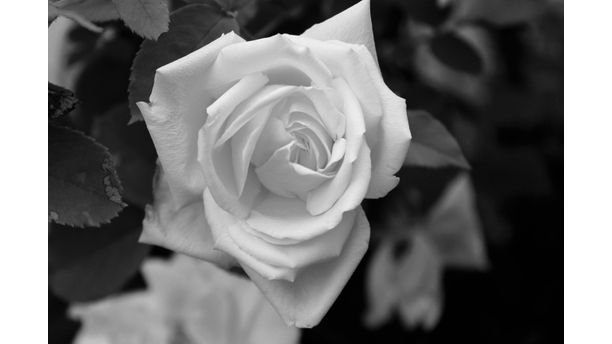 White Rose B&W