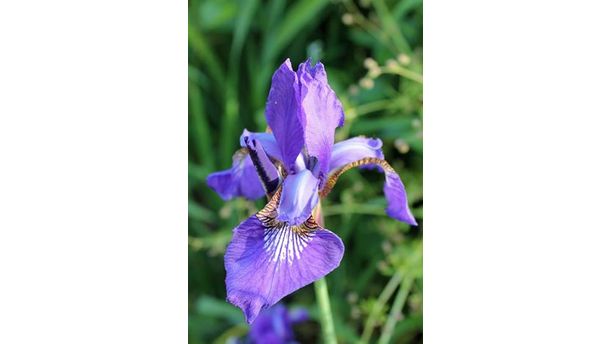 Purple Iris