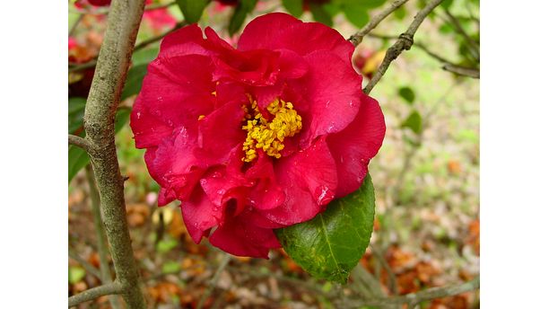 Morning camellia