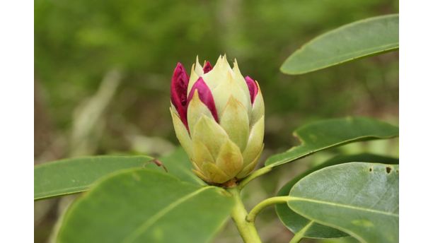 Budding Rhododendron