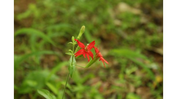 Scarlet Catchfly