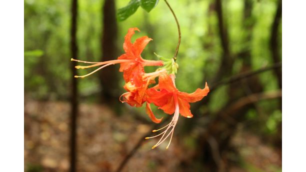 Flame Azalea