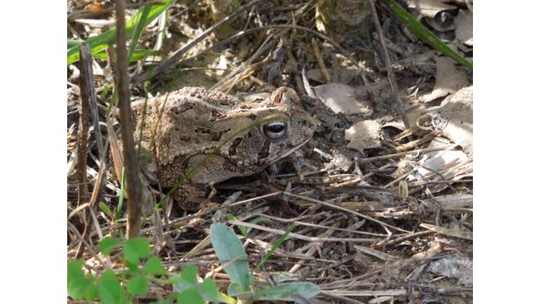 Camo Toad