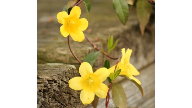 Yellow Beauties