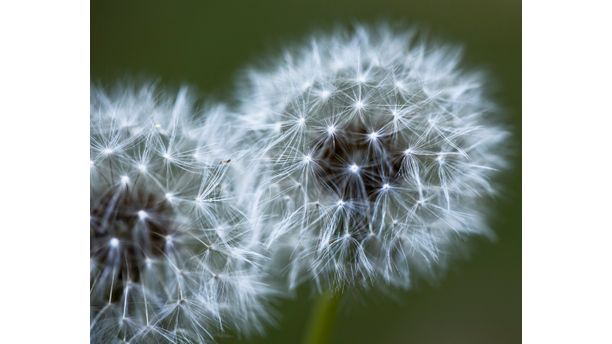 Dandelion Twins