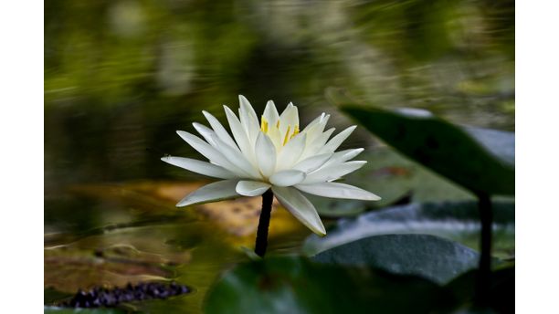 Water Lilly