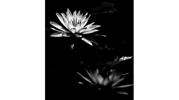 Lilly in shadows