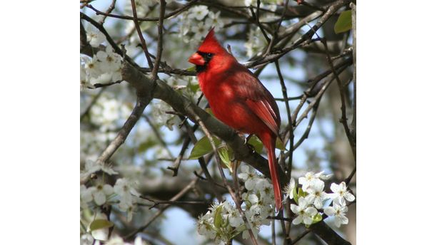 Cardinal in a Pear Tree