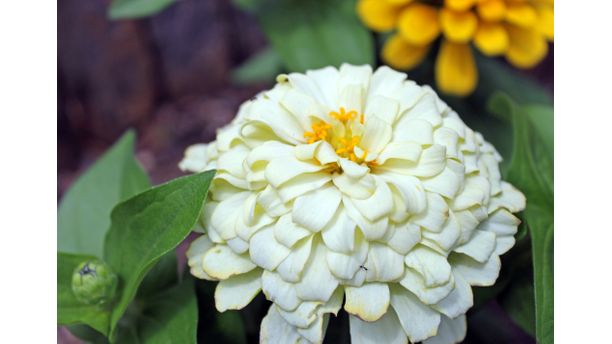 white zinnia