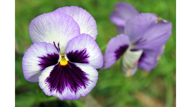 pansies past spring